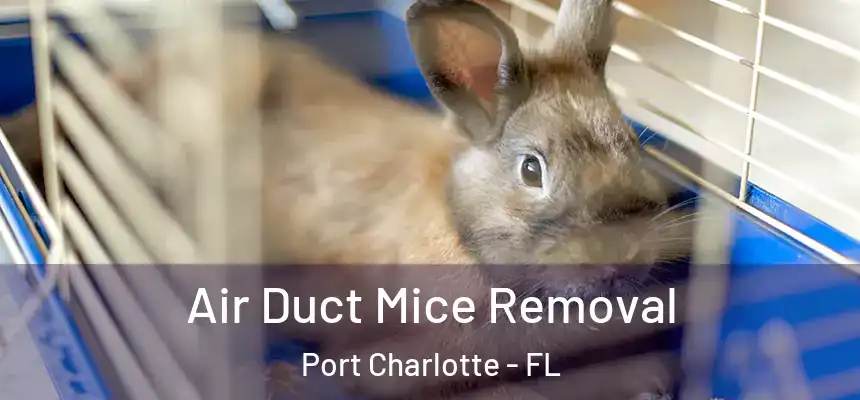 Air Duct Mice Removal Port Charlotte - FL